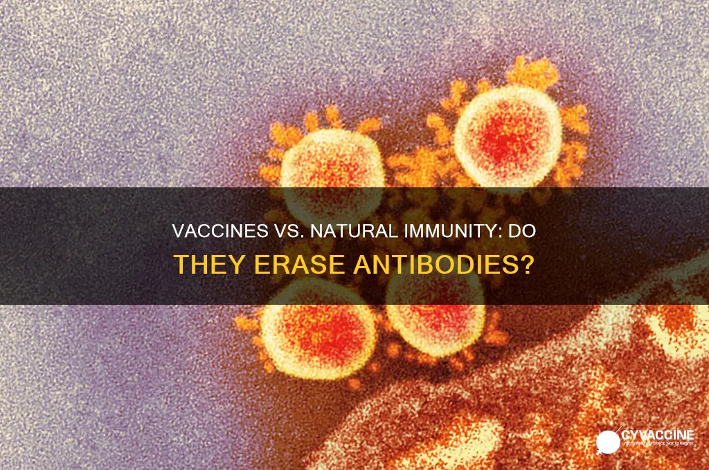 do vaccines wipe out natural antibodies