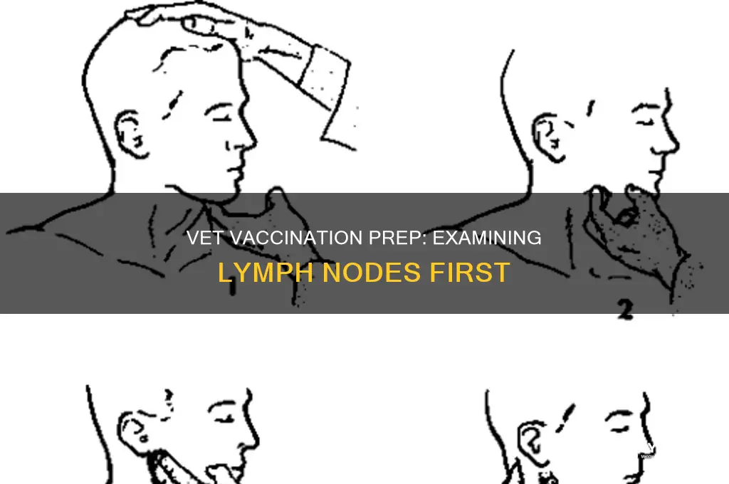 do vet clinics examine lymph nodes before vaccinating