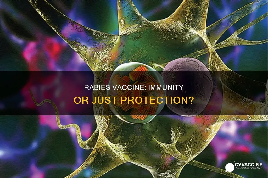 do you become immune to rabies with vaccine