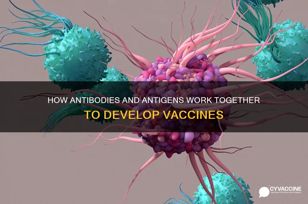 do you develop vaccines with antibodies or antigens