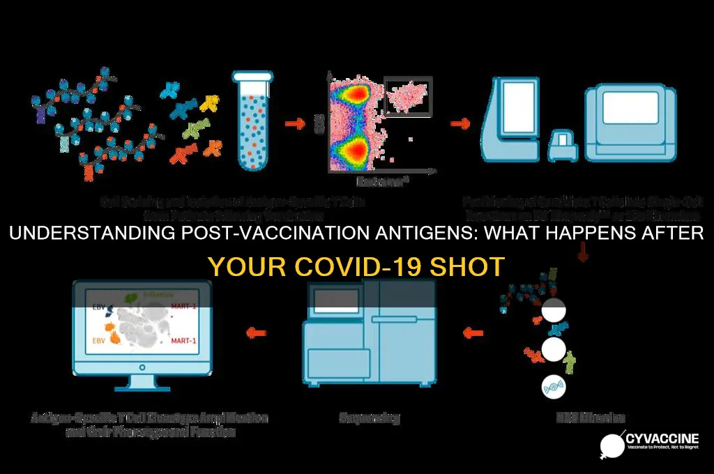 do you have antigens after vaccine