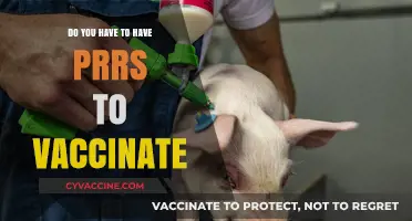 PRRS Vaccination: What's the Deal with Pig Health?