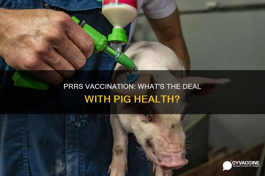do you have to have prrs to vaccinate