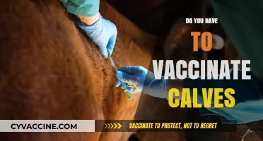Should You Vaccinate Calves? Essential Insights for Healthy Herd Management