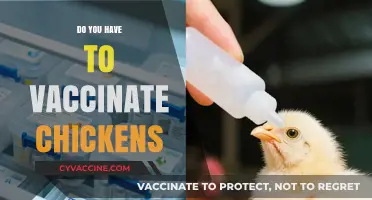 Should You Vaccinate Your Chickens? Essential Health Tips for Poultry Owners