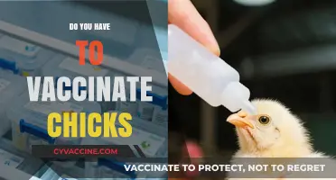 Should You Vaccinate Baby Chicks? Essential Poultry Health Guide