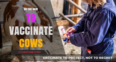 Should You Vaccinate Your Cows? Essential Insights for Cattle Health