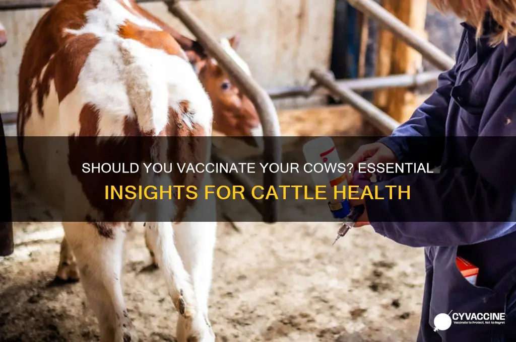do you have to vaccinate cows