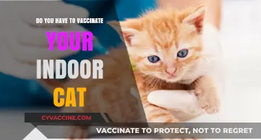 Why Indoor Cats Need Vaccinations, Too
