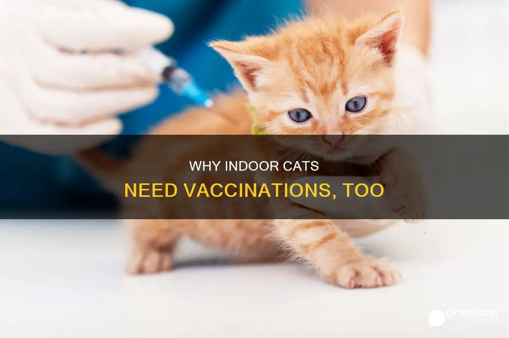 do you have to vaccinate your indoor cat