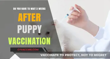 Puppy Vaccination: The Two-Week Wait and Why
