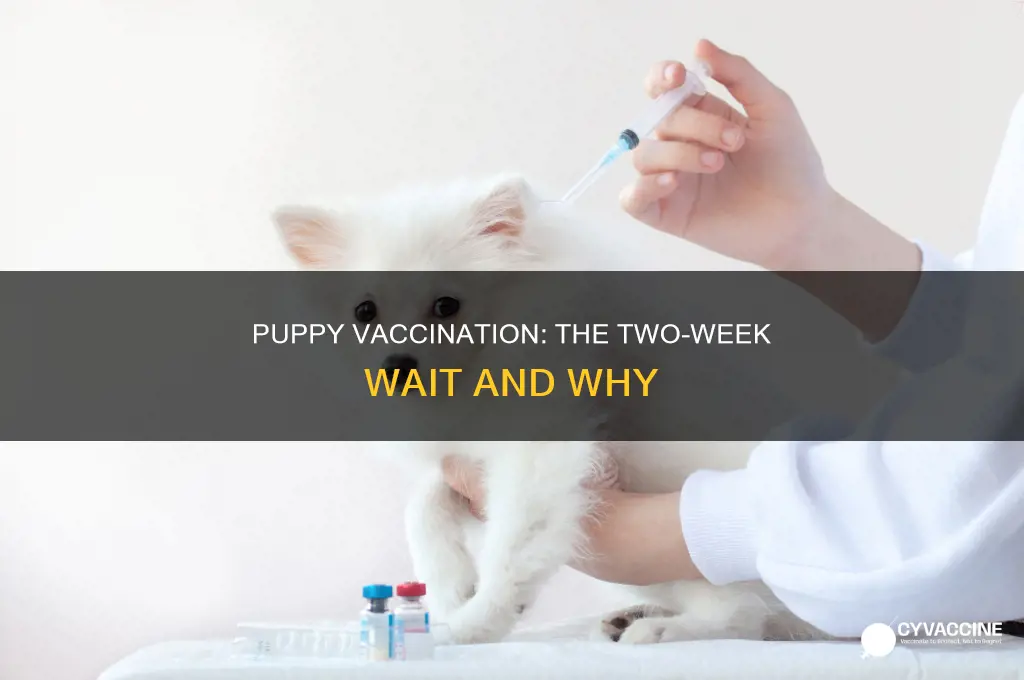 do you have to wait 2 weeks after puppy vaccination