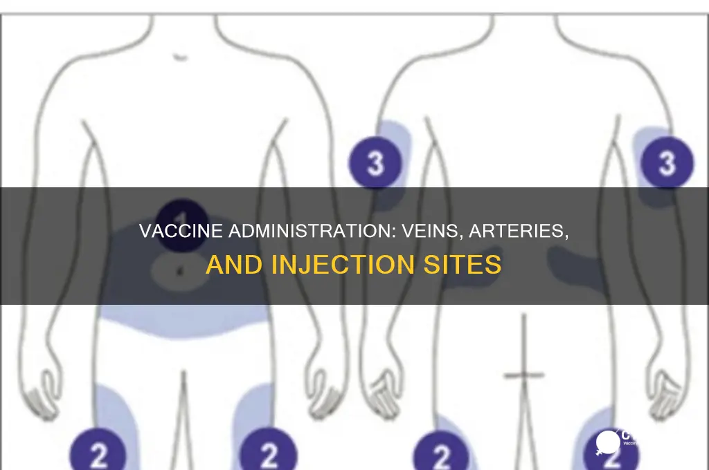 do you inject a vaccine into veins or arteries