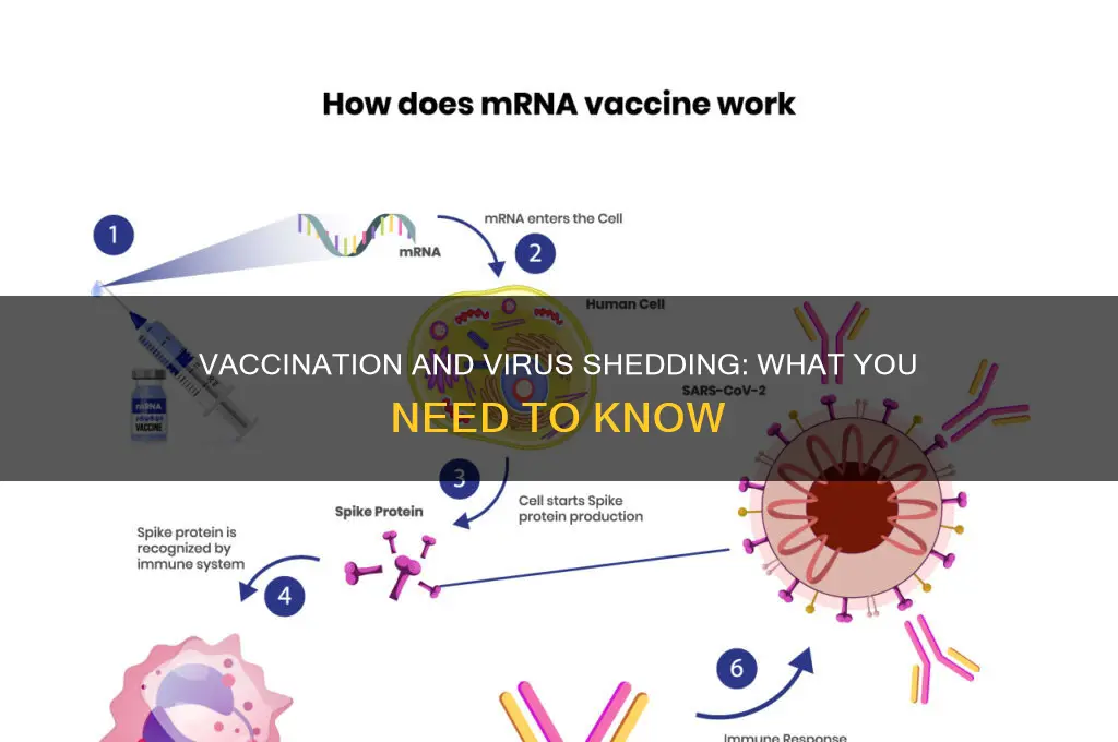 do you shed the virus after a vaccination