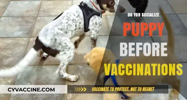 Socializing Your Puppy Safely: Pre-Vaccination Tips for New Owners