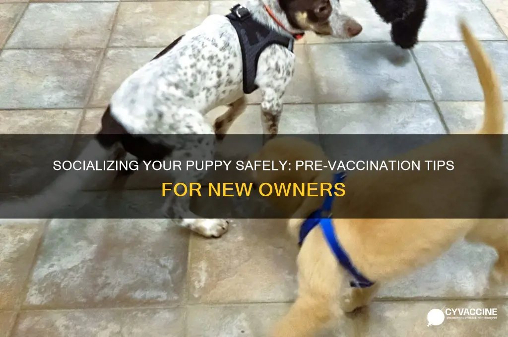 do you socialize puppy before vaccinations