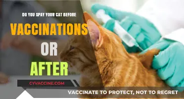 Spaying Your Cat: Before or After Vaccinations?