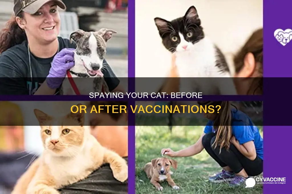 do you spay your cat before vaccinations or after