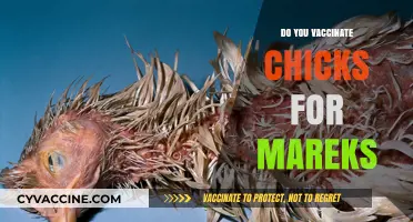 Should You Vaccinate Chicks for Marek's Disease? A Guide