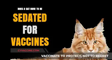 Sedation for Cat Vaccines: Is It Necessary?