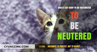 Vaccinations and Neutering: What's the Link for Cats?