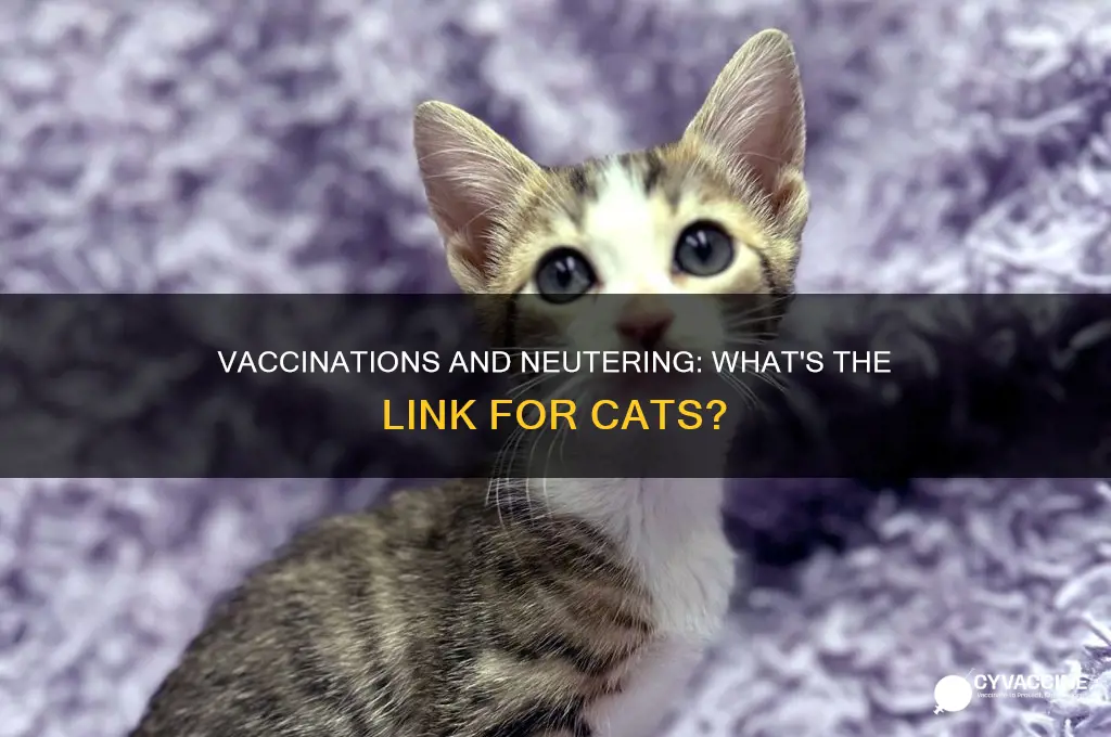 does a cat have to be vaccinated to be neutered