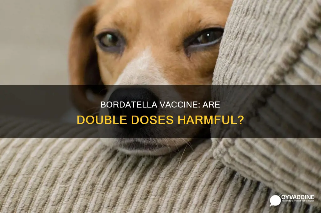 does a double does of bordatella vaccine hurt them
