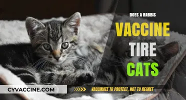 Does a Rabbi's Vaccine Affect Cats? Unraveling the Myth