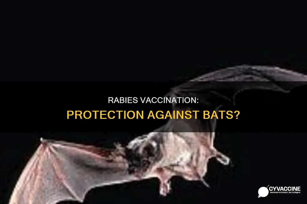does a rabies vaccination protect you from bats