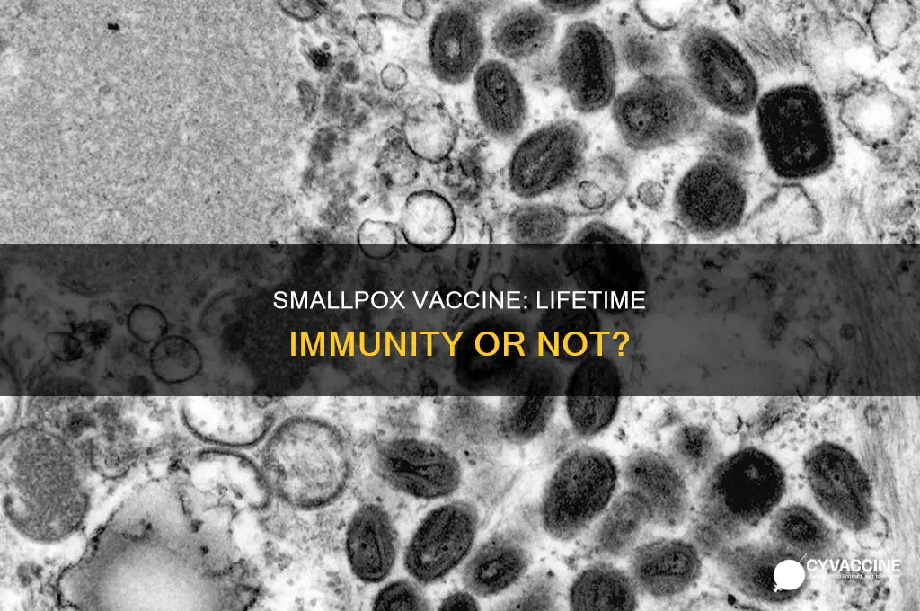 does a small pox vaccine last a lifetime