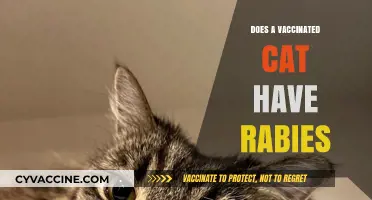 Can Vaccinated Cats Get Rabies? Understanding Post-Vaccination Protection