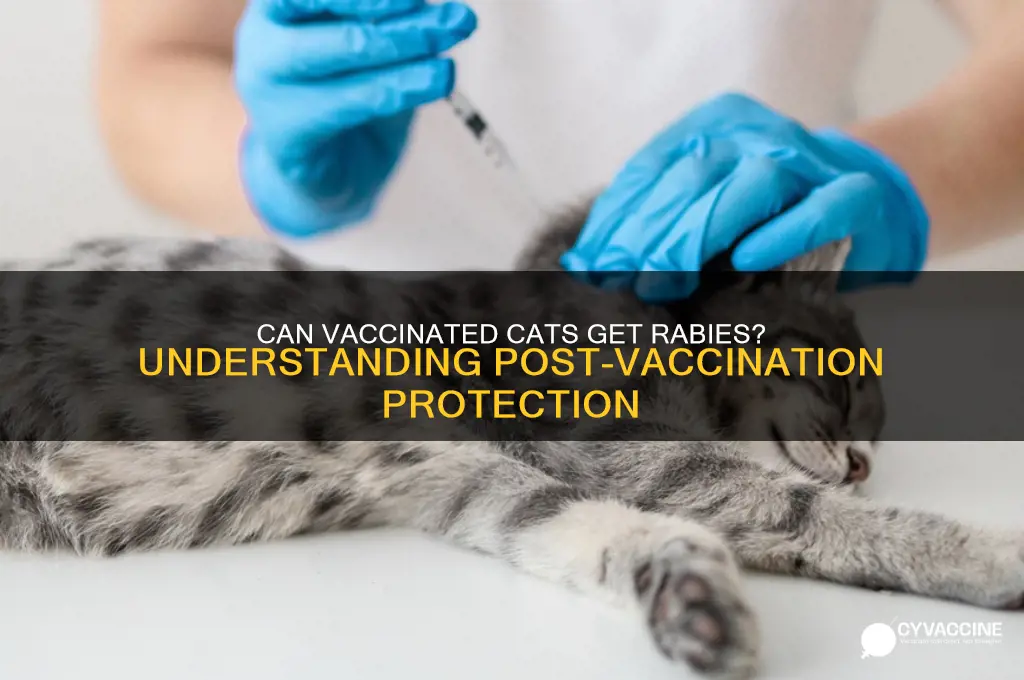 does a vaccinated cat have rabies