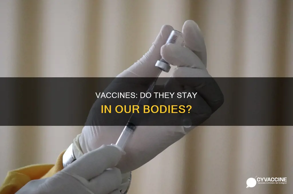 does a vaccine stay in your body forever