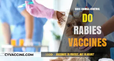 Animal Control's Role in Administering Rabies Vaccines: What You Need to Know