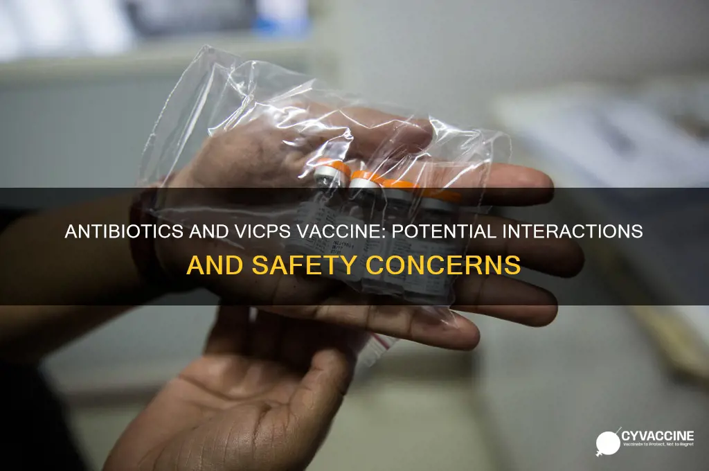 does antibiotics interact with vicps vaccine