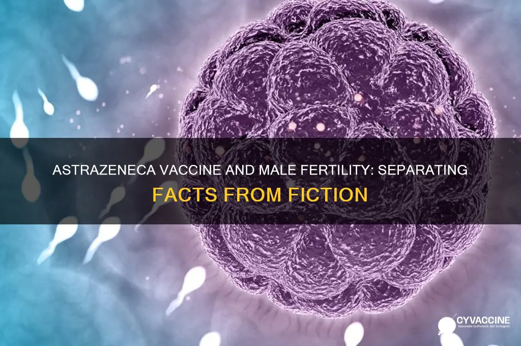 does astrazeneca vaccine affect male fertility