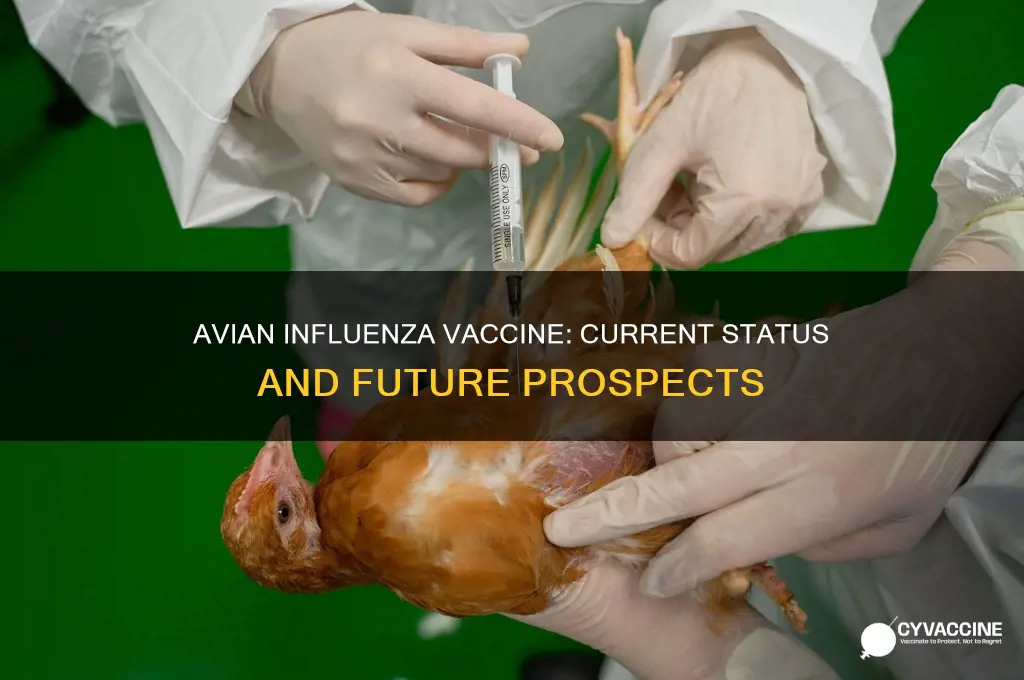 does avian influenza have a vaccine