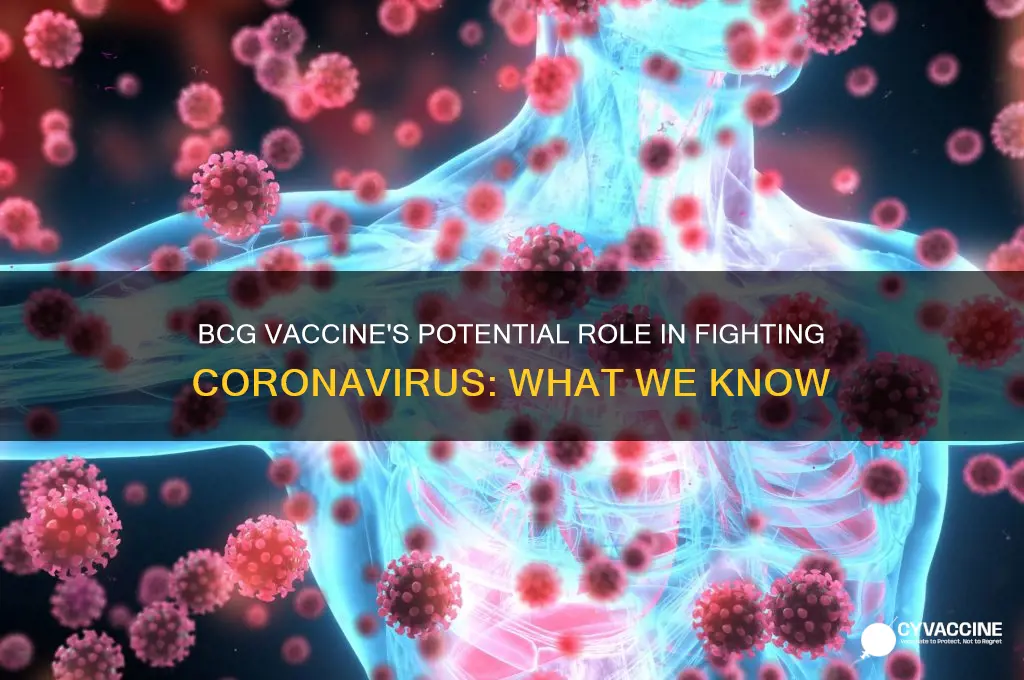 does bcg vaccine help against coronavirus