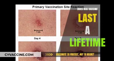 BCG Vaccine Longevity: Does Its Protection Truly Last a Lifetime?