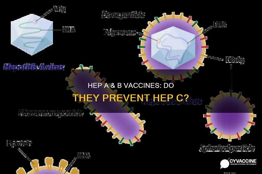 does being vaccinated for hep a and b prevent c