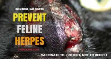 Bordatella Vaccine and Feline Herpes: What's the Connection?