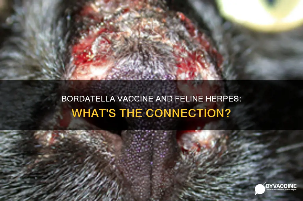 does bordatella vaccine prevent feline herpes