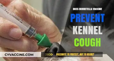Can the Bordetella Vaccine Effectively Prevent Kennel Cough in Dogs?