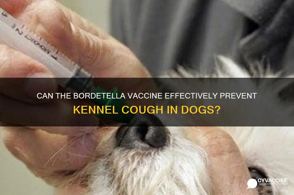 does bordetella vaccine prevent kennel cough