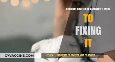 Vaccinating Cats: Pre-Surgery Requirement or Not?