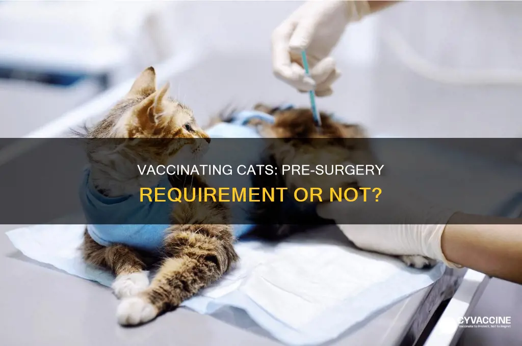 does cat have to be vaccinated prior to fixing it