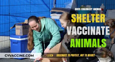 Chauncey Animal Shelter Vaccination Policy: What You Need to Know