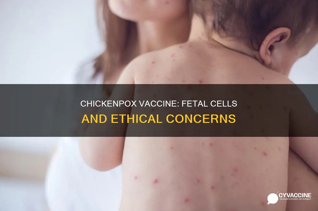 does chicken pox vaccine have aborted fetal cells in it