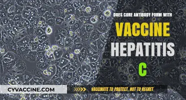 Hepatitis C Vaccine: Can It Form Core Antibodies?