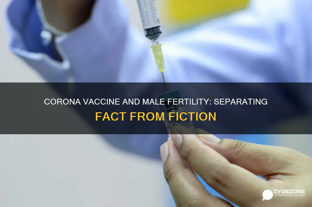 does corona vaccine affect male fertility
